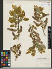 Foto von Salix pyrifolia Andersson